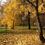 Шмелево Парк